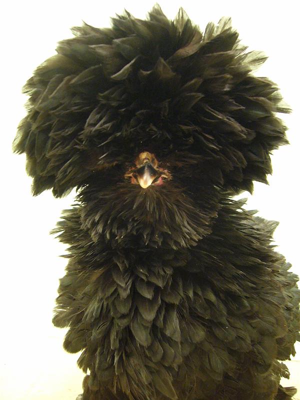 Munster 2009 058.jpg - Zwerg Paduaner schwarz gestruppt von Norbert Neimeyer